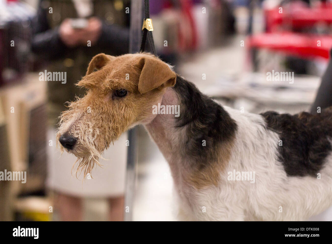 Wire Haired Fox Terrier on the grooming table at the Ontario Breeder's Dog Show in Lindsay, Ontario Stock Photo