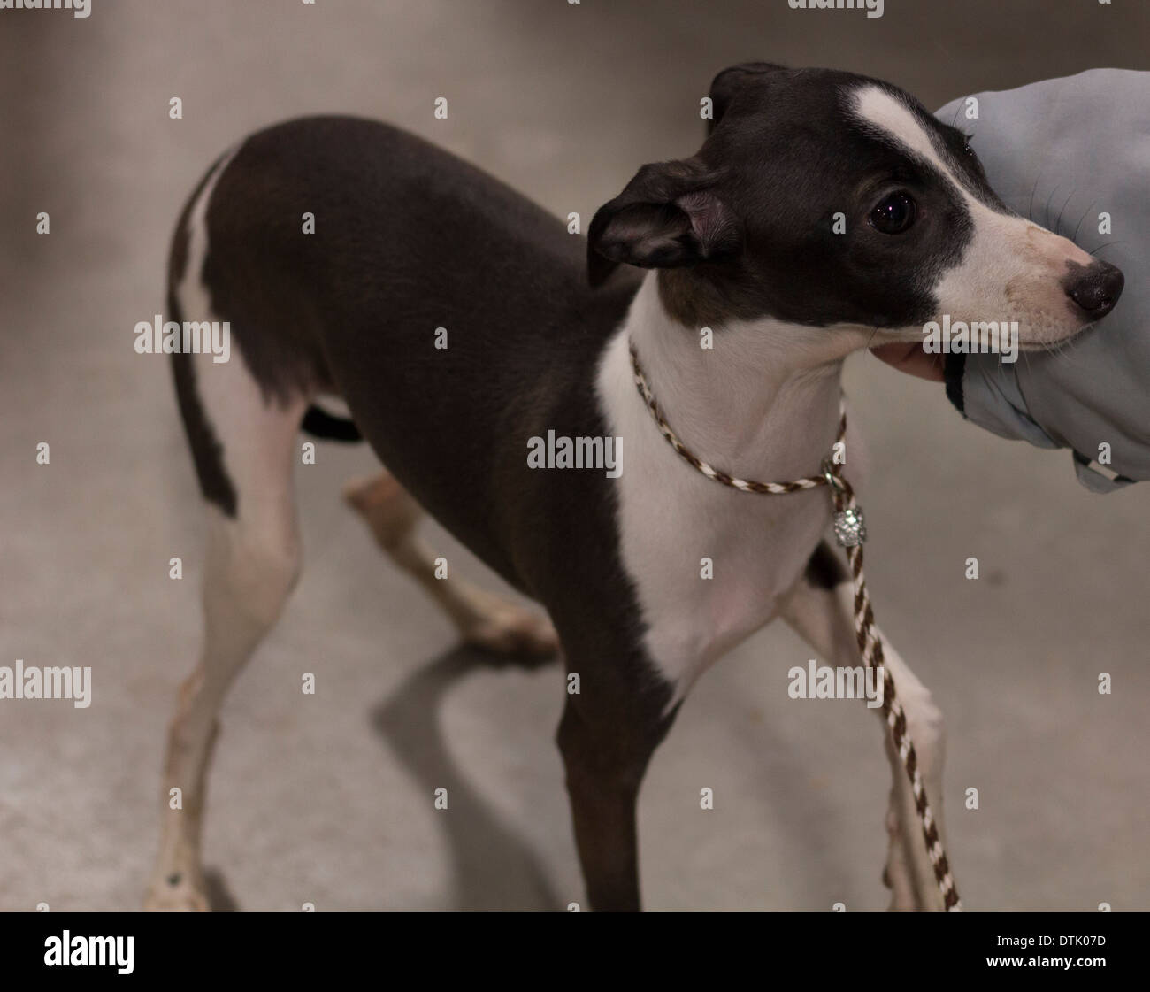Whippet puppy hires stock photography and images Alamy