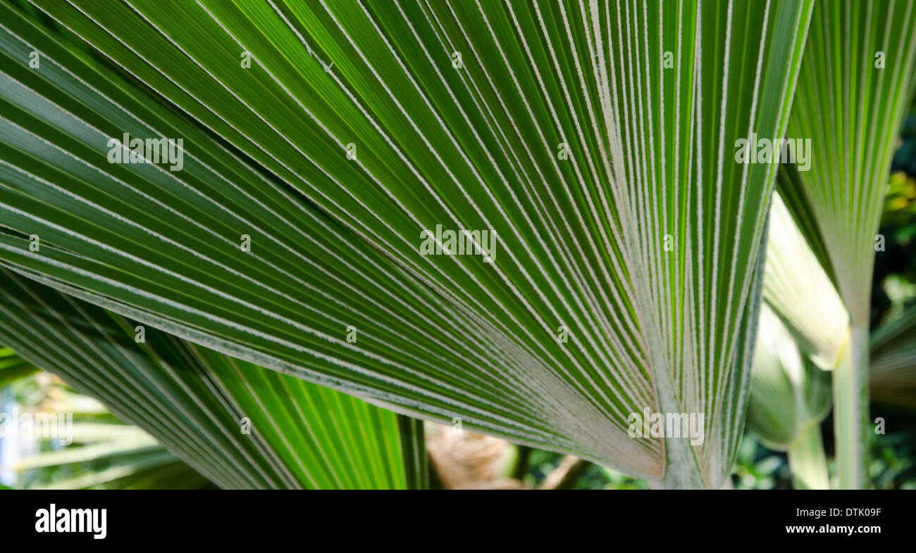 palm leaves in the botanical garden. Stock Photo