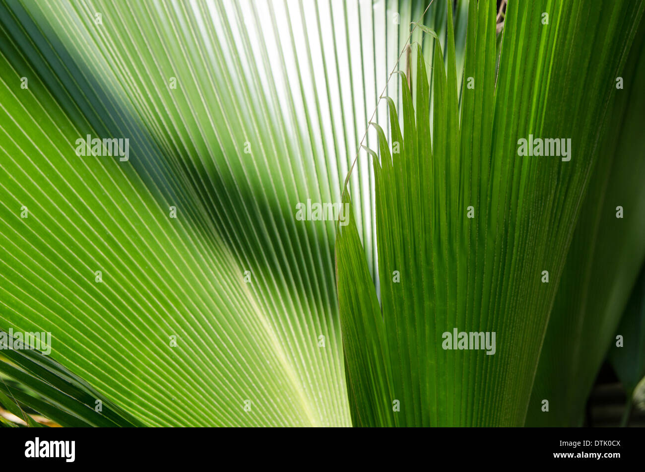 palm leaves in the botanical garden. Stock Photo