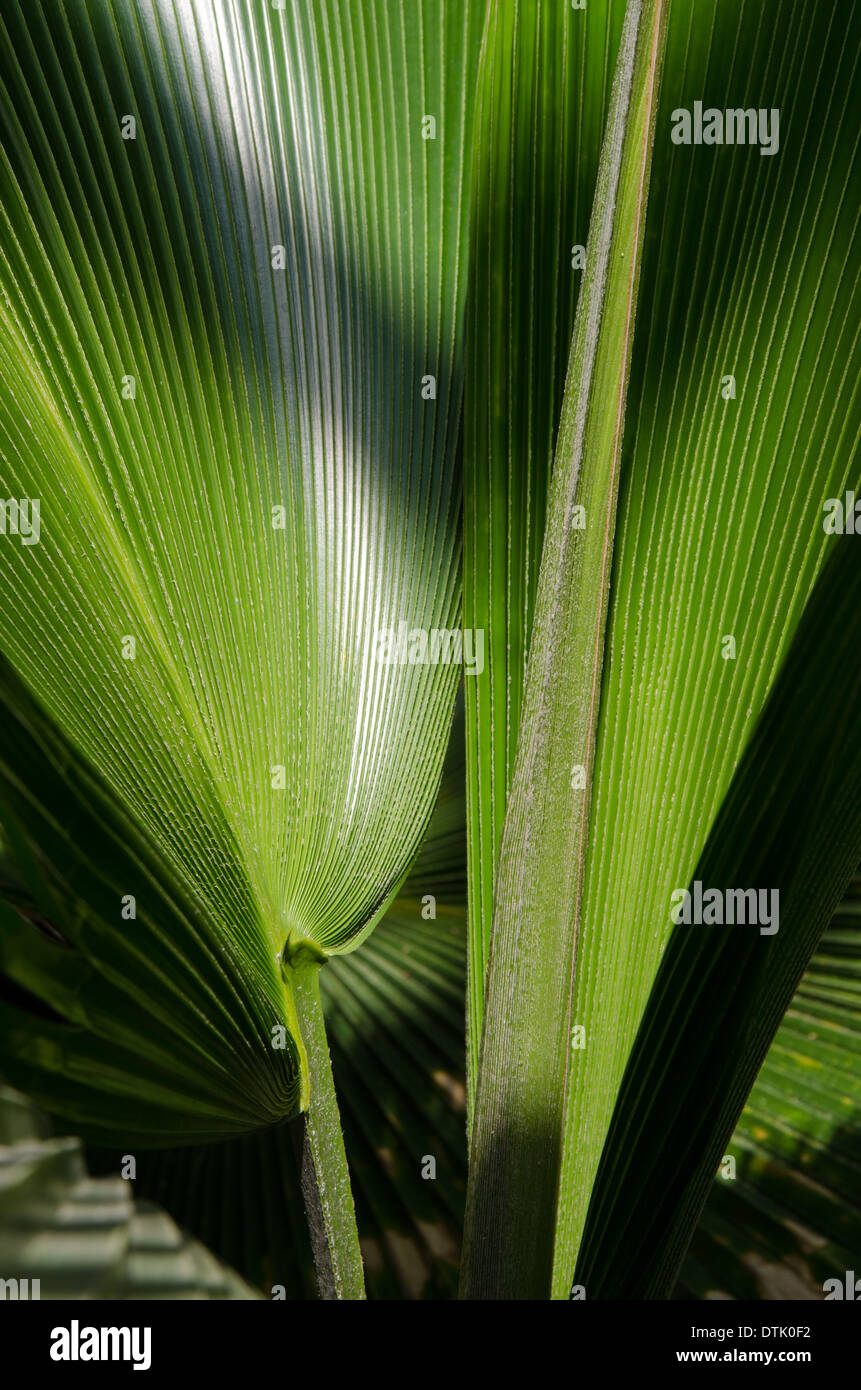 palm leaves in the botanical garden. Stock Photo