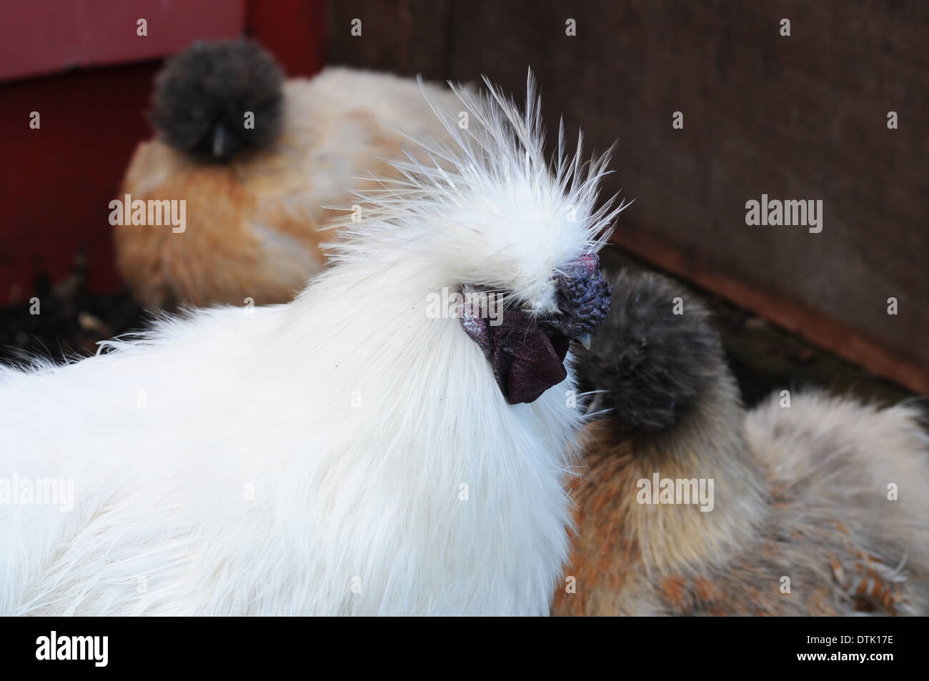 Silkie Chicken at London Zoo Stock Photo