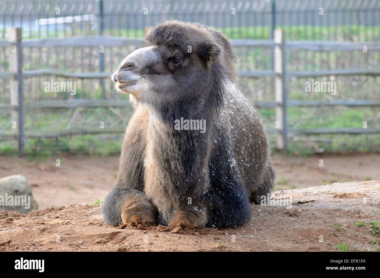 Camel at London Zoo Stock Photo
