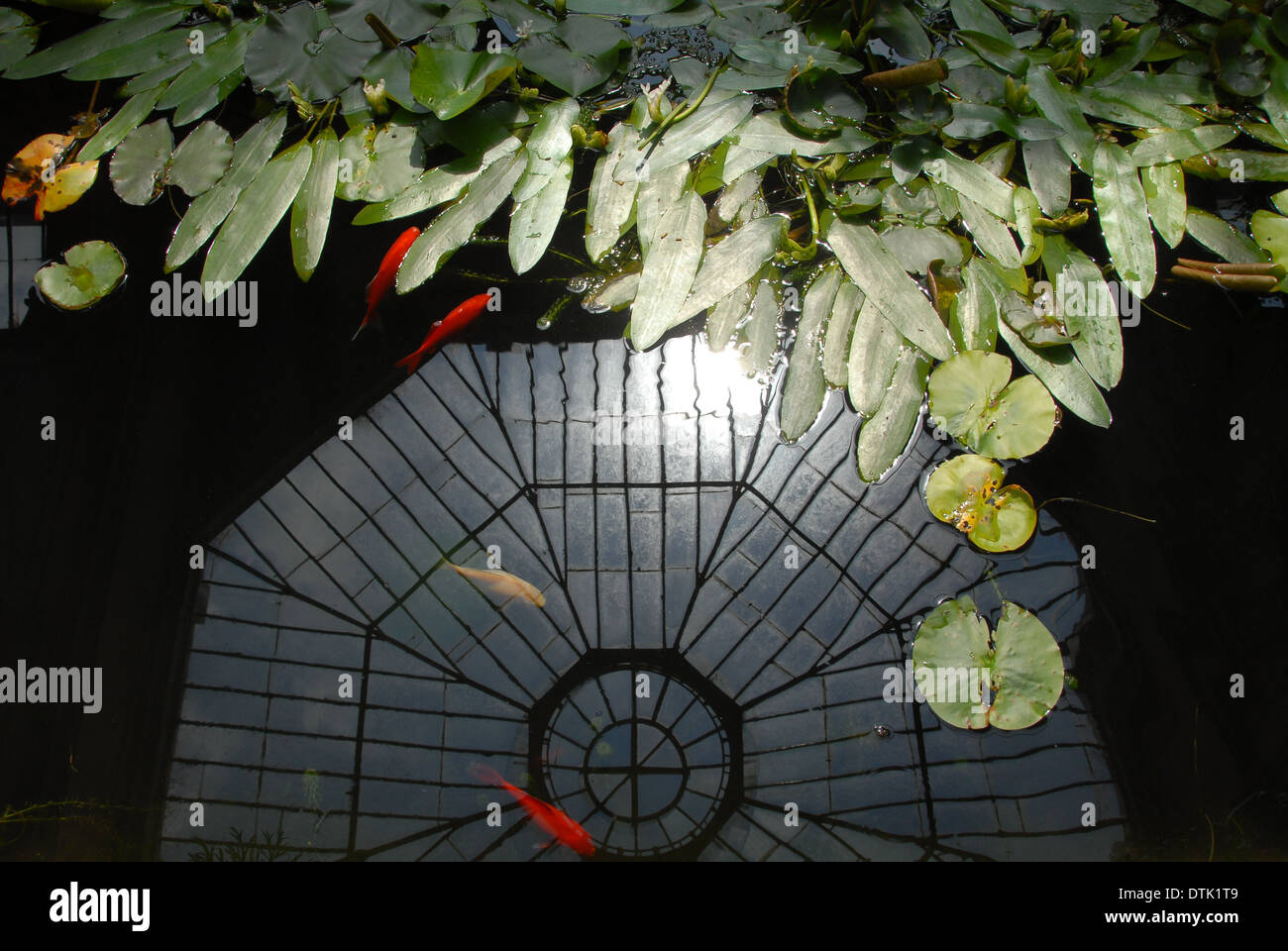 A reflection of the glass ceiling of a conservatory on the surface of a fish pond. Stock Photo
