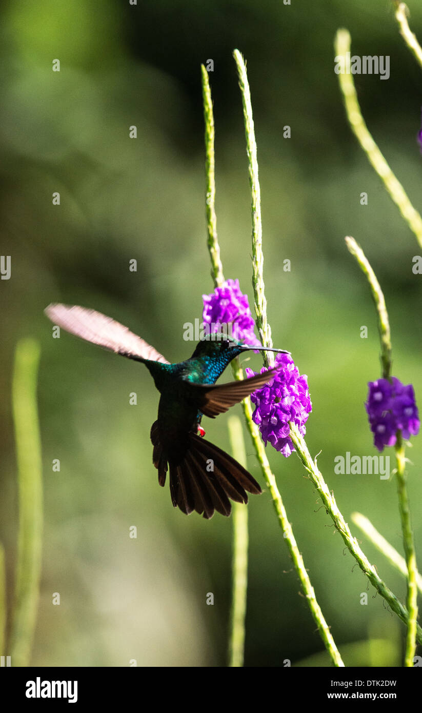 Red-footed plumeteer or Bronze-tailed Plumeleteer Chalybura urochrysia hummingbird feeding Sarapiqui Costa Rica Stock Photo