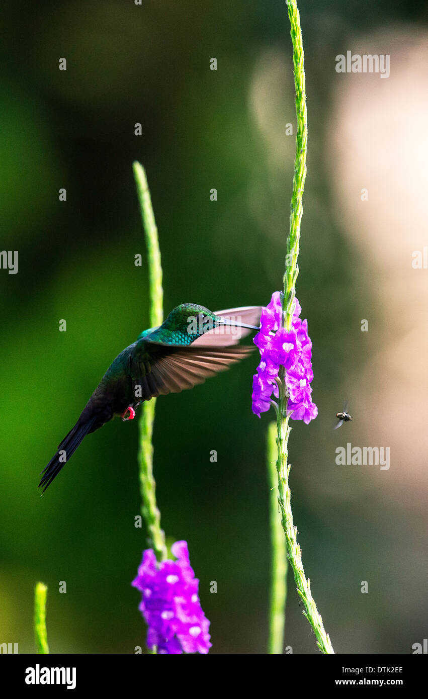 Red-footed plumeteer or Bronze-tailed Plumeleteer Chalybura urochrysia hummingbird and bee feeding Sarapiqui Costa Rica Stock Photo