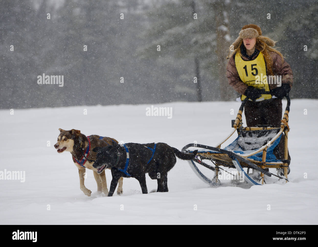 Young female musher in snowstorm in two dog sled event at Marmora Snofest Stock Photo