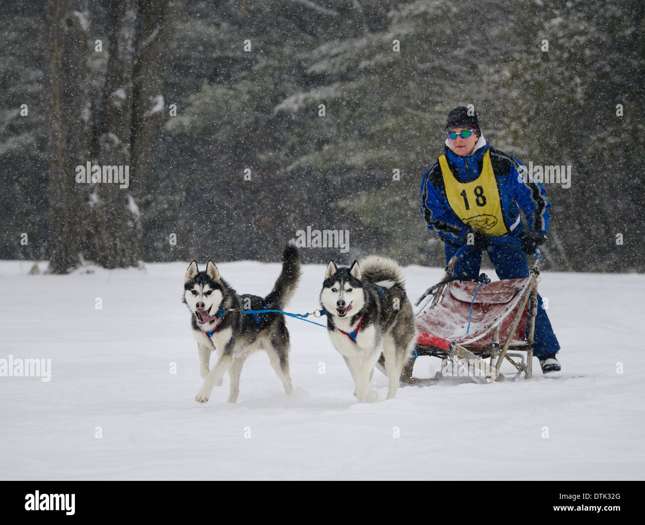 Female musher on sled with two Siberian Huskies in a sledding race at Marmora Snofest in a snowstorm Ontario Canada Stock Photo