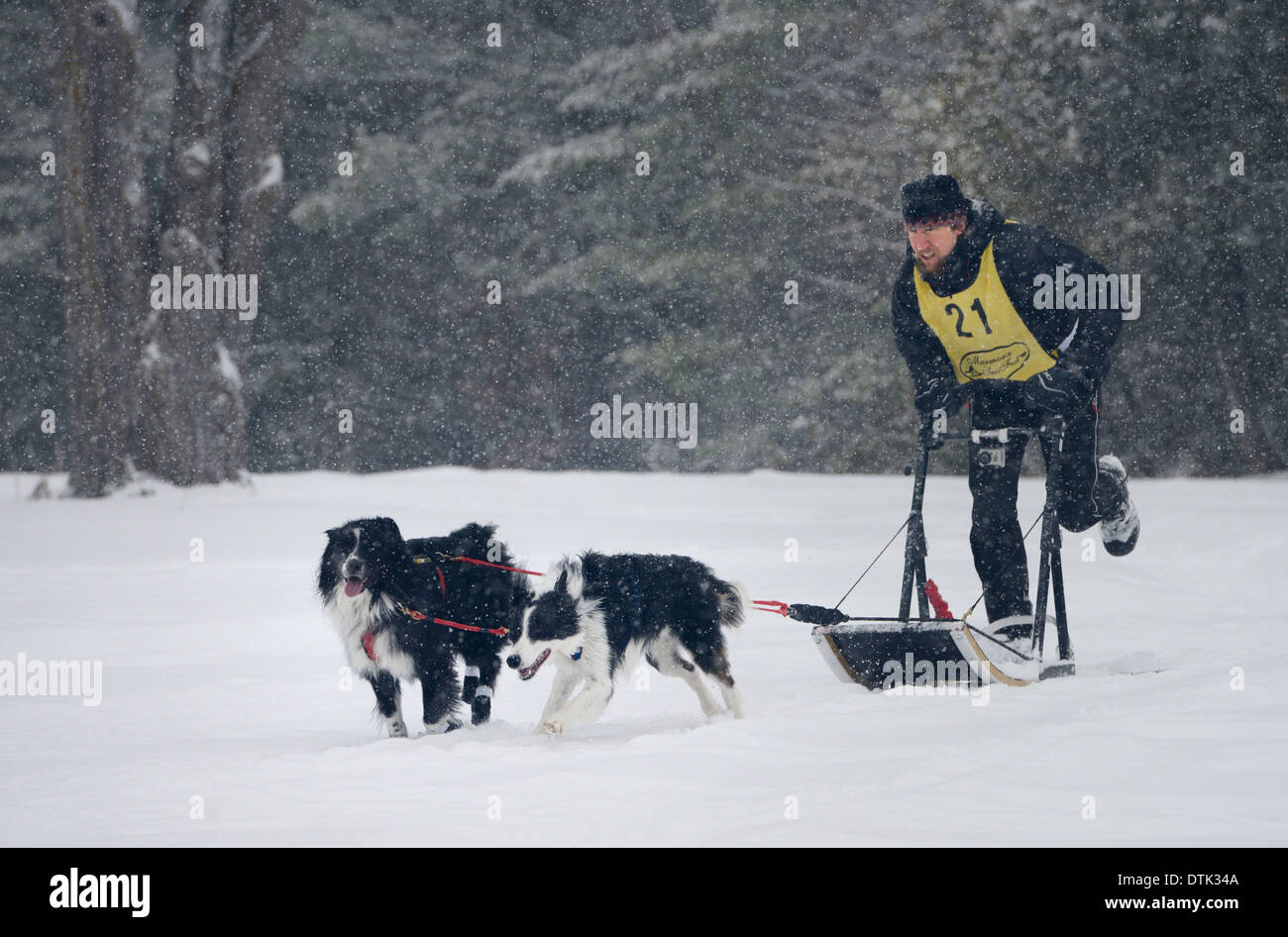 Intense musher in snowstorm pushing sled at two dog sledding race event in Marmora Snofest Ontario Canada Stock Photo
