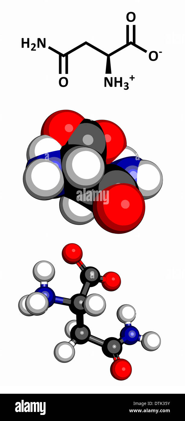 Asparagine Asn, N amino acid molecule. Amino acids are the ...