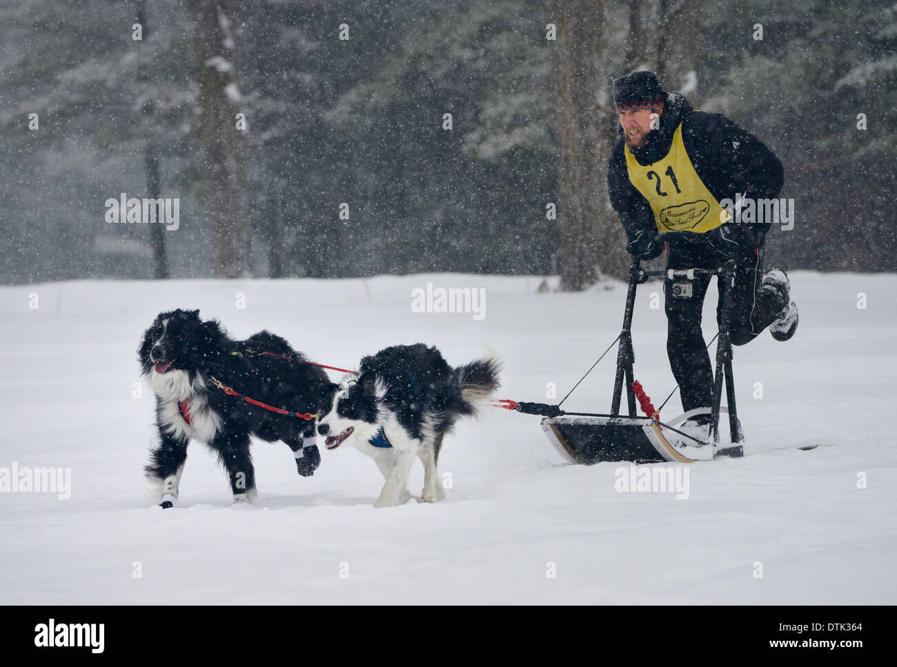 Intense musher pushing kicking off in two dog sled race event at Marmora Snofest in a snowstorm Ontario Canada Stock Photo