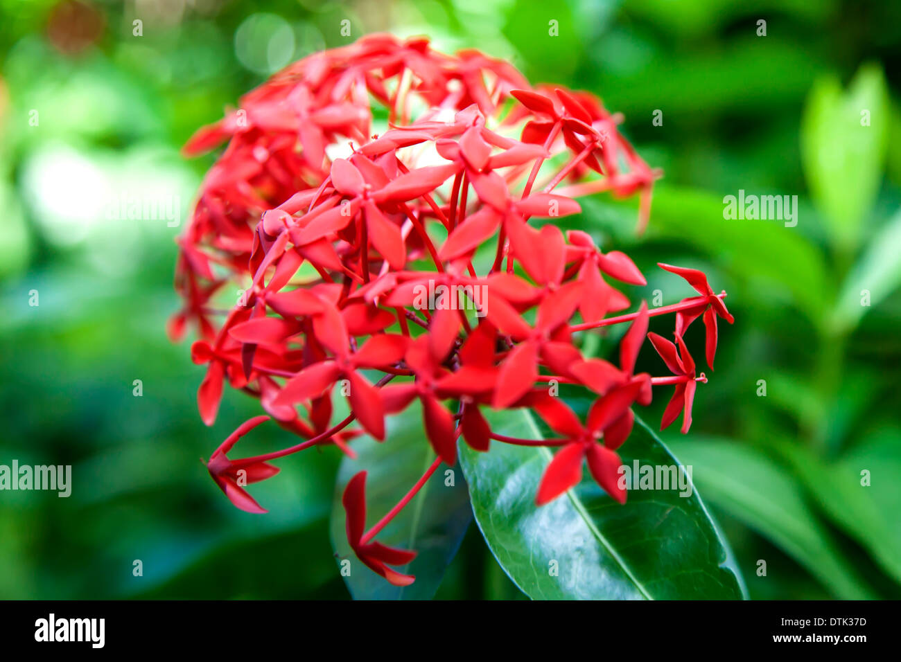 Tropical Flowers In The Diamond Botanical Gardens St Lucia In The Stock Photo Alamy
