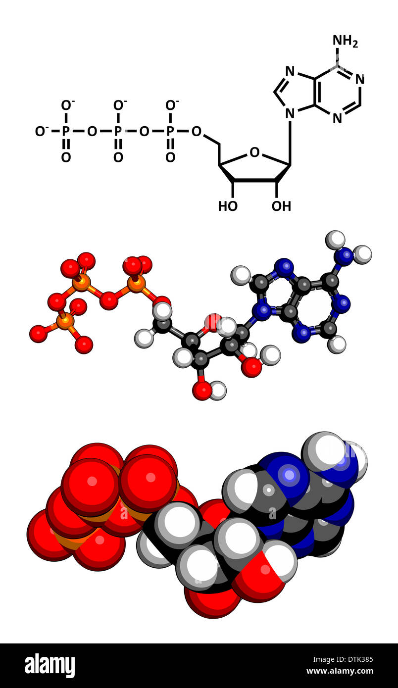 Adenosine triphosphate (ATP) energy transport molecule. Main energy