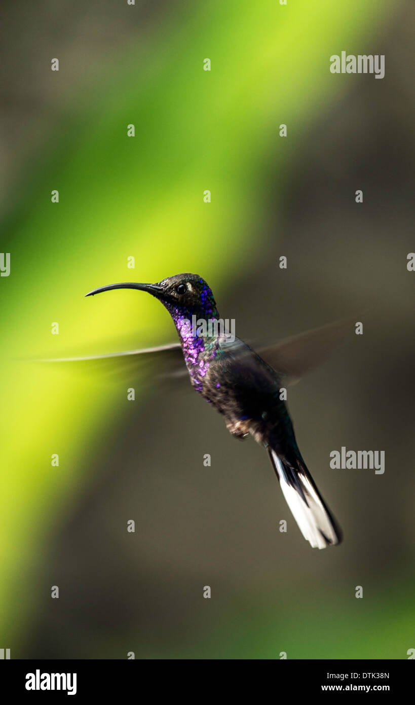 Violet Sabrewing Hummingbird Campylopterus Hemileucurus Monteverde Costa Rica Central America Stock Photo