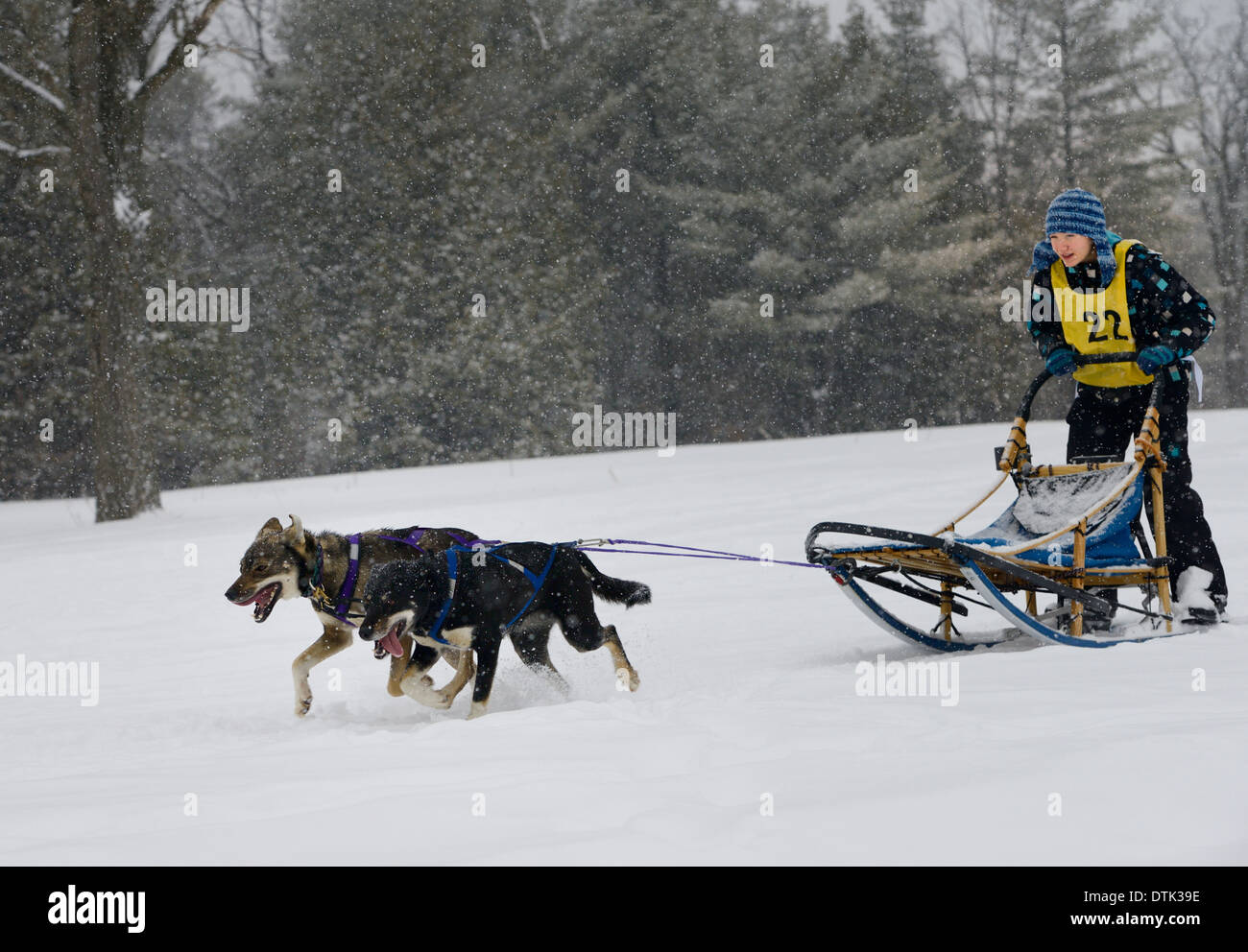 Young girl racer in two dog sled race event at Marmora Snofest in a snowstorm Ontario Canada Stock Photo
