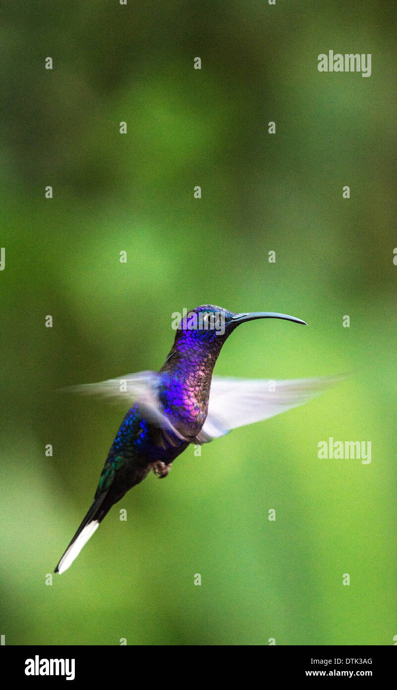 Violet Sabrewing Hummingbird Campylopterus Hemileucurus Monteverde Costa Rica Central America Stock Photo