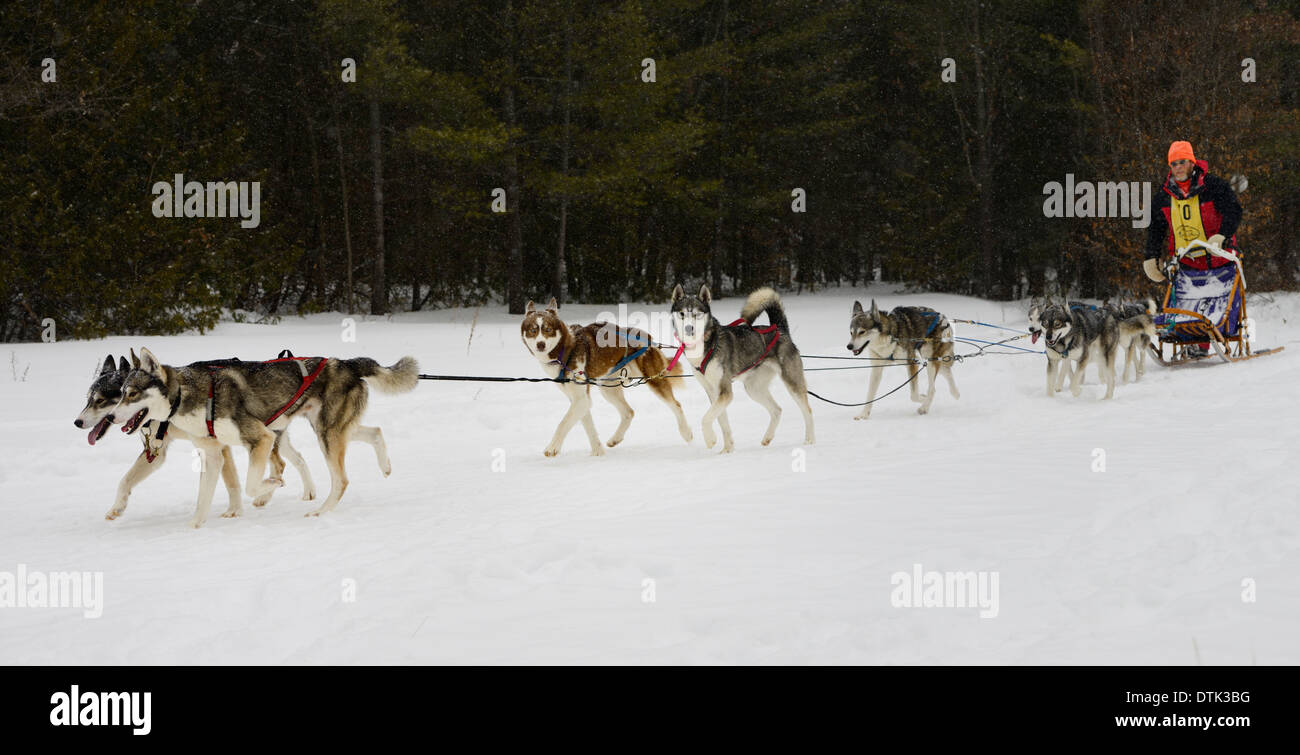 Male musher with eight Siberian Husky Sled dogs after a 20 mile sledding race at Marmora Snofest Ontario Canada Stock Photo