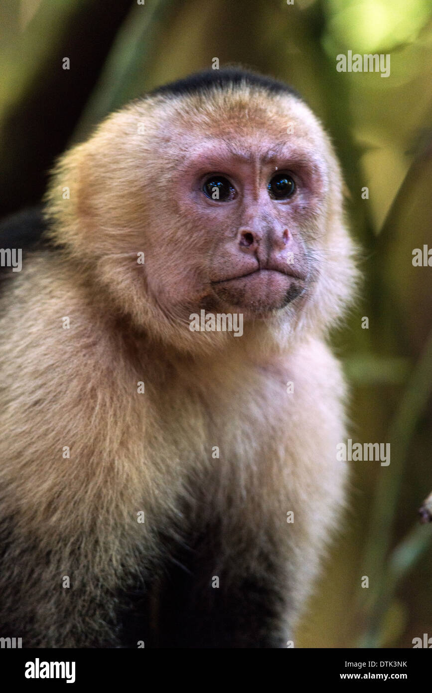 Whitefaced capuchin Cebus capucinus Manuel Antonio national park Costa