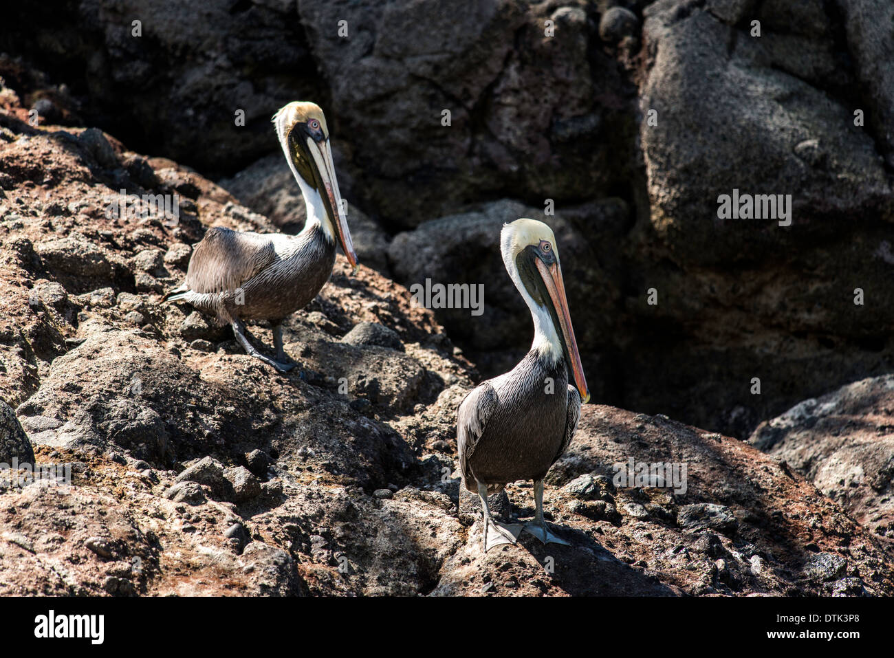 Brown pelican Pelecanus occidentalis Manuel Antonio National Park Cost Rica Stock Photo