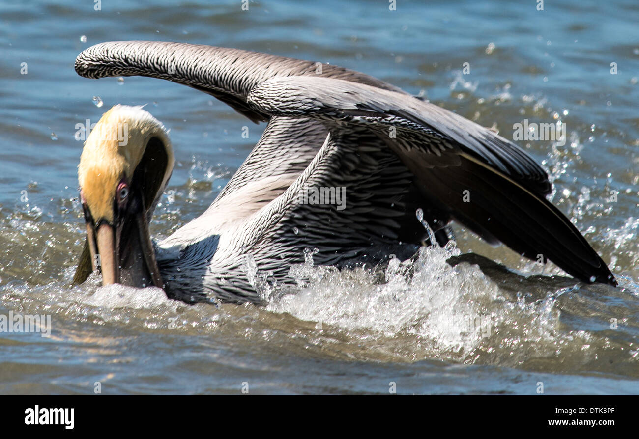 Brown pelican Pelecanus occidentalis Manuel Antonio National Park Cost Rica Stock Photo