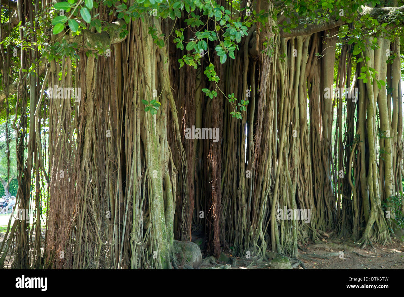 Dominica botanical gardens hires stock photography and images Alamy