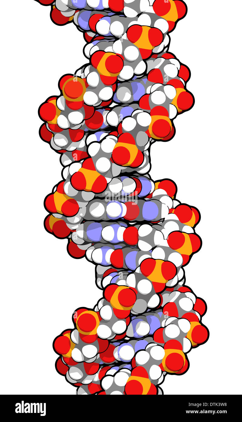 DNA molecular structure. Main carrier of genetic information in all organisms. The DNA shown here is part of a human gene. Stock Photo