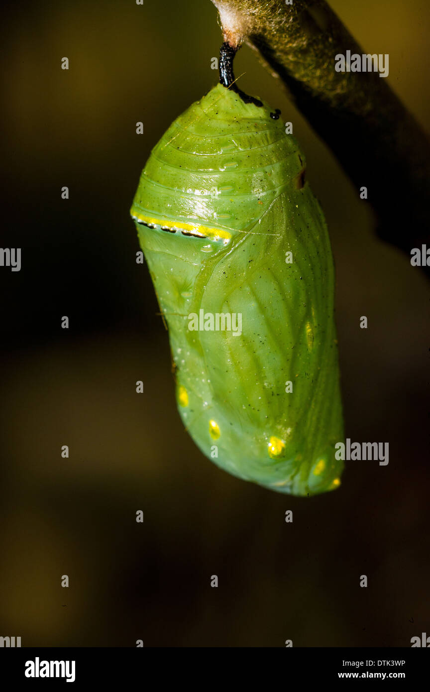 Chrysalis butterfly hires stock photography and images Alamy