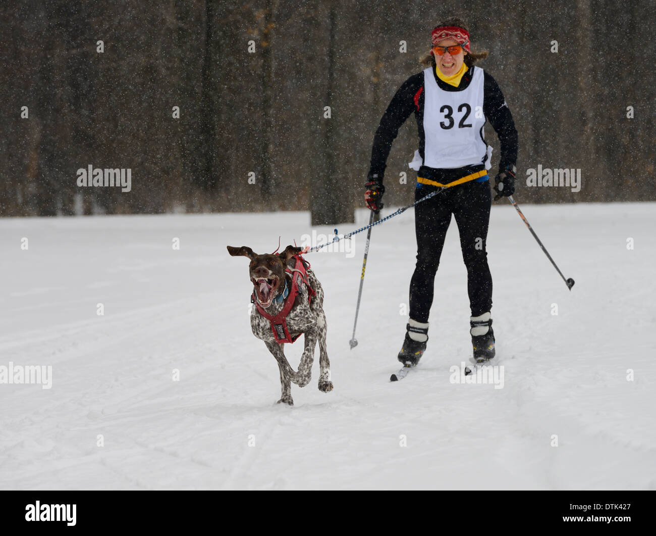 Female racing in a snowstorm harnessed to one gasping dog in a skijoring event Marmora Canada snofest Stock Photo