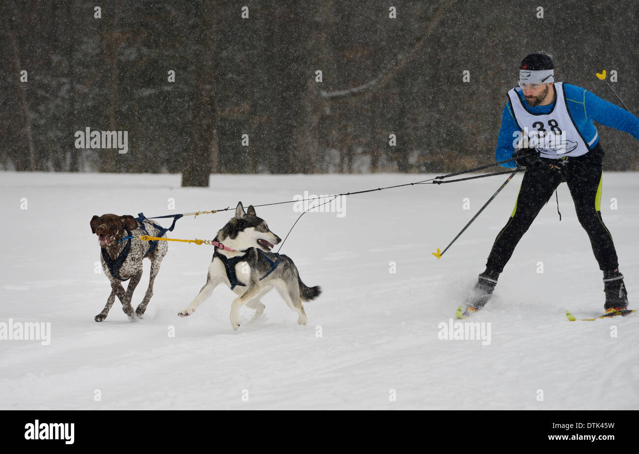 Two dogs being corrected after going off track in a Skijoring race event at Snofest  Marmora Ontario Canada Stock Photo