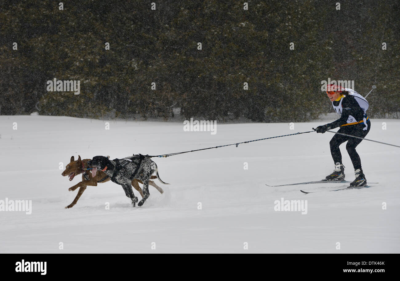 Female racing in a skijoring event with two dogs in a winter snowstorm Marmora Ontario Snofest Stock Photo