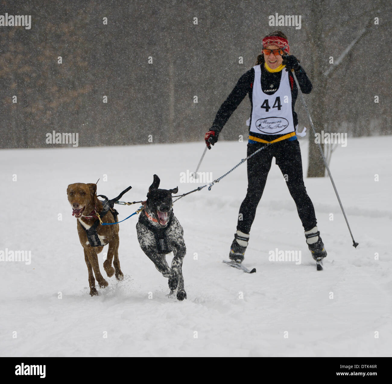 Female racing in a snowstorm harnessed to two dogs in a skijoring event Marmora Canada Snofest Stock Photo