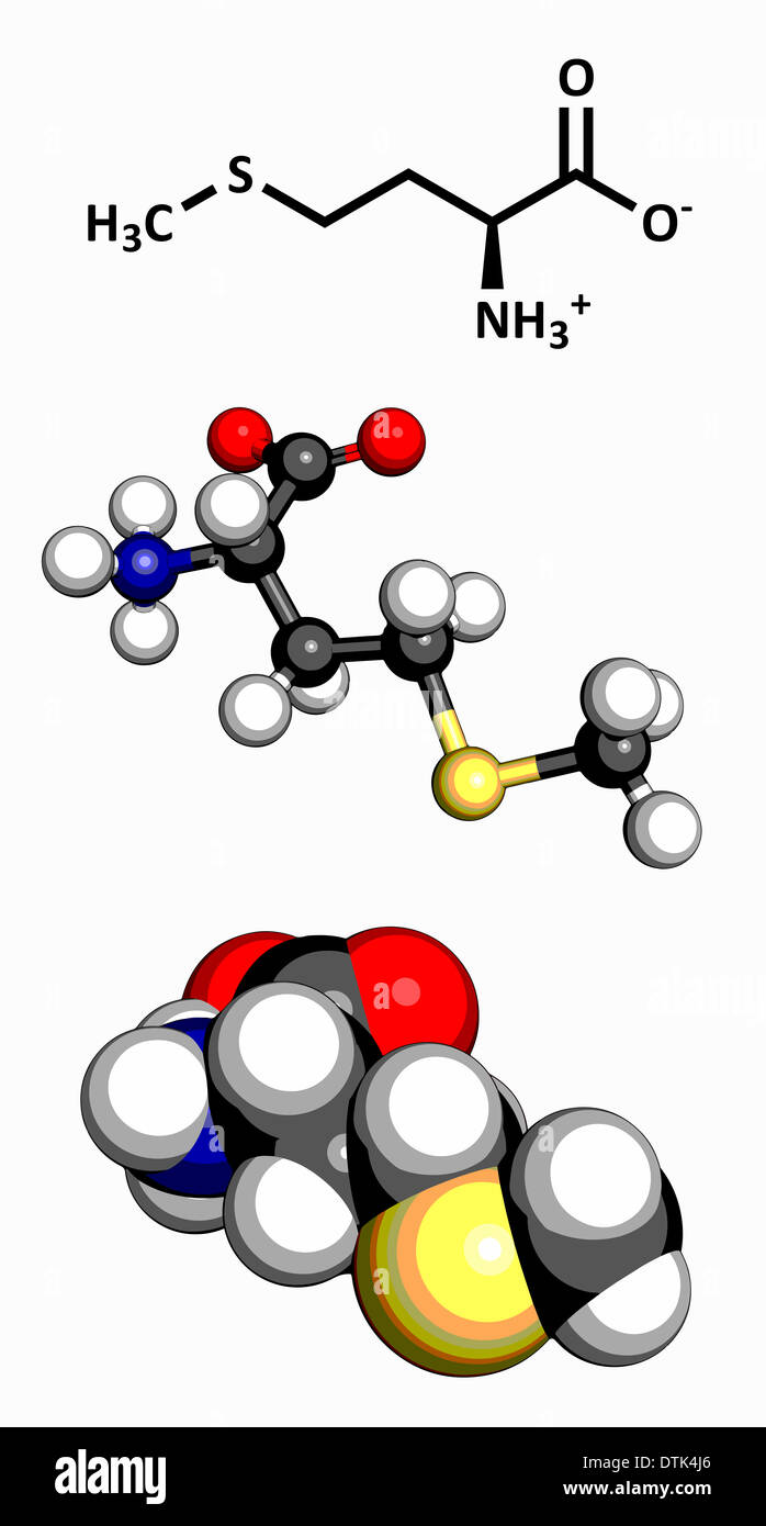 Methionine (Met, M) amino acid molecule. Amino acids are the building