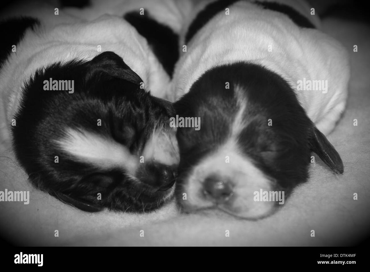 Two cute springer spaniel puppies together Stock Photo