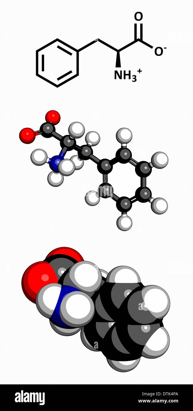 Phenylalanine (Phe, F) amino acid molecule. Amino acids are the building blocks of all proteins. Three representations. Stock Photo