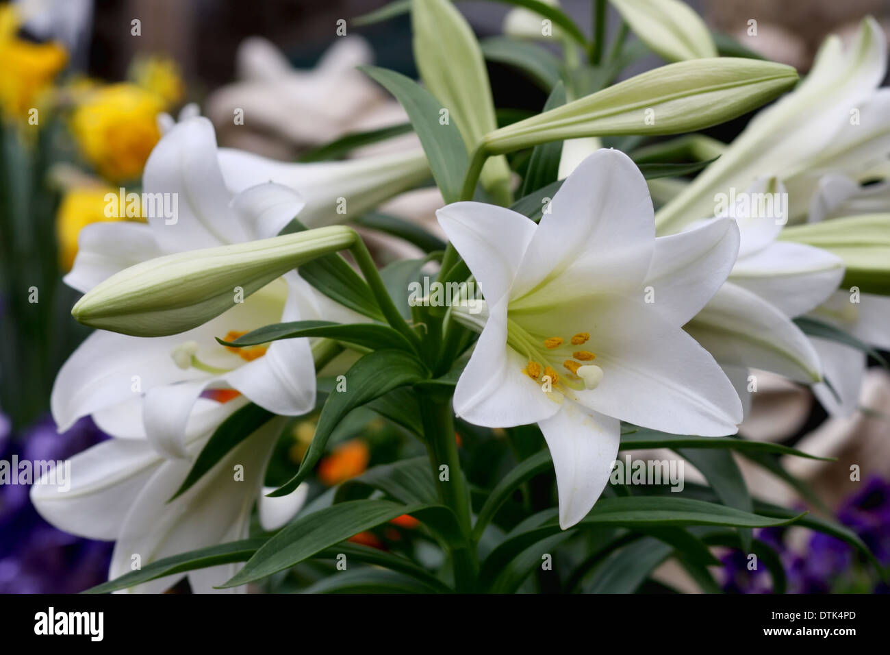 Potted Easter lilies for sale at a garden center in the Spring Stock