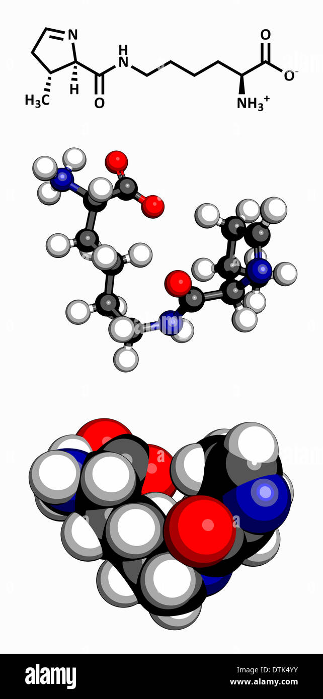Pyrrolysine (Pyl, O) amino acid molecule. Amino acids are the building