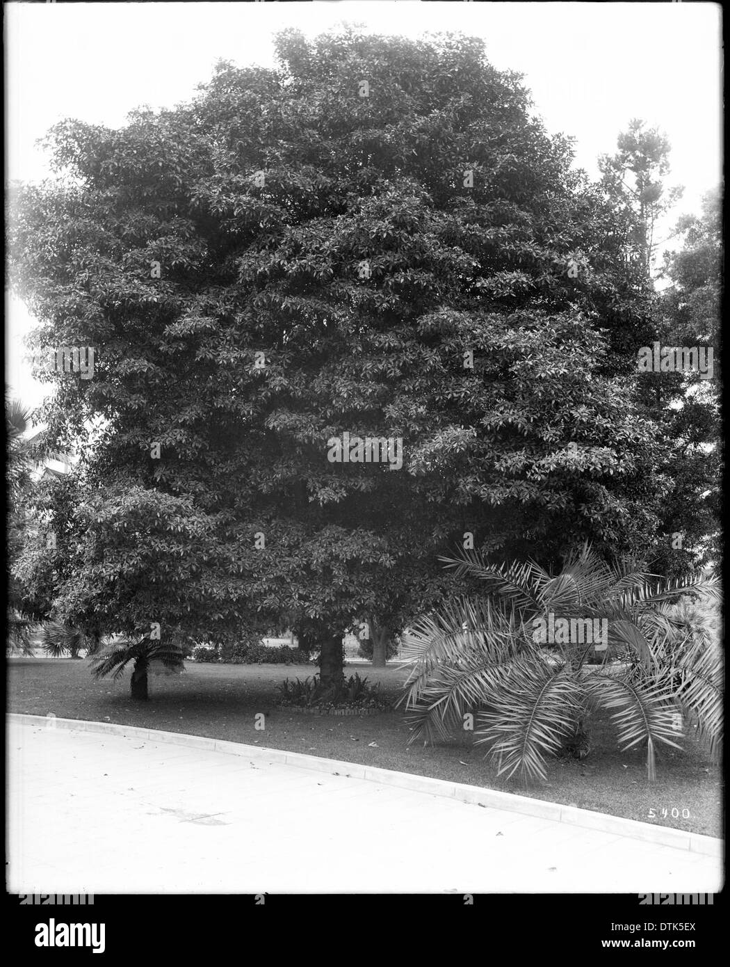 Pittosporum undulatum tree in Singleton Court, ca.1920 Stock Photo