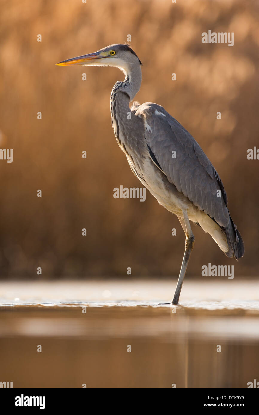 Grey Heron (Ardea cinerea) backlit against reeds Stock Photo