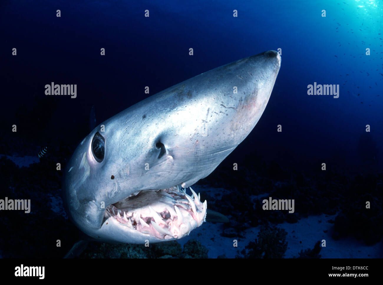 Mako Shark Teeth High Resolution Stock Photography and Images - Alamy