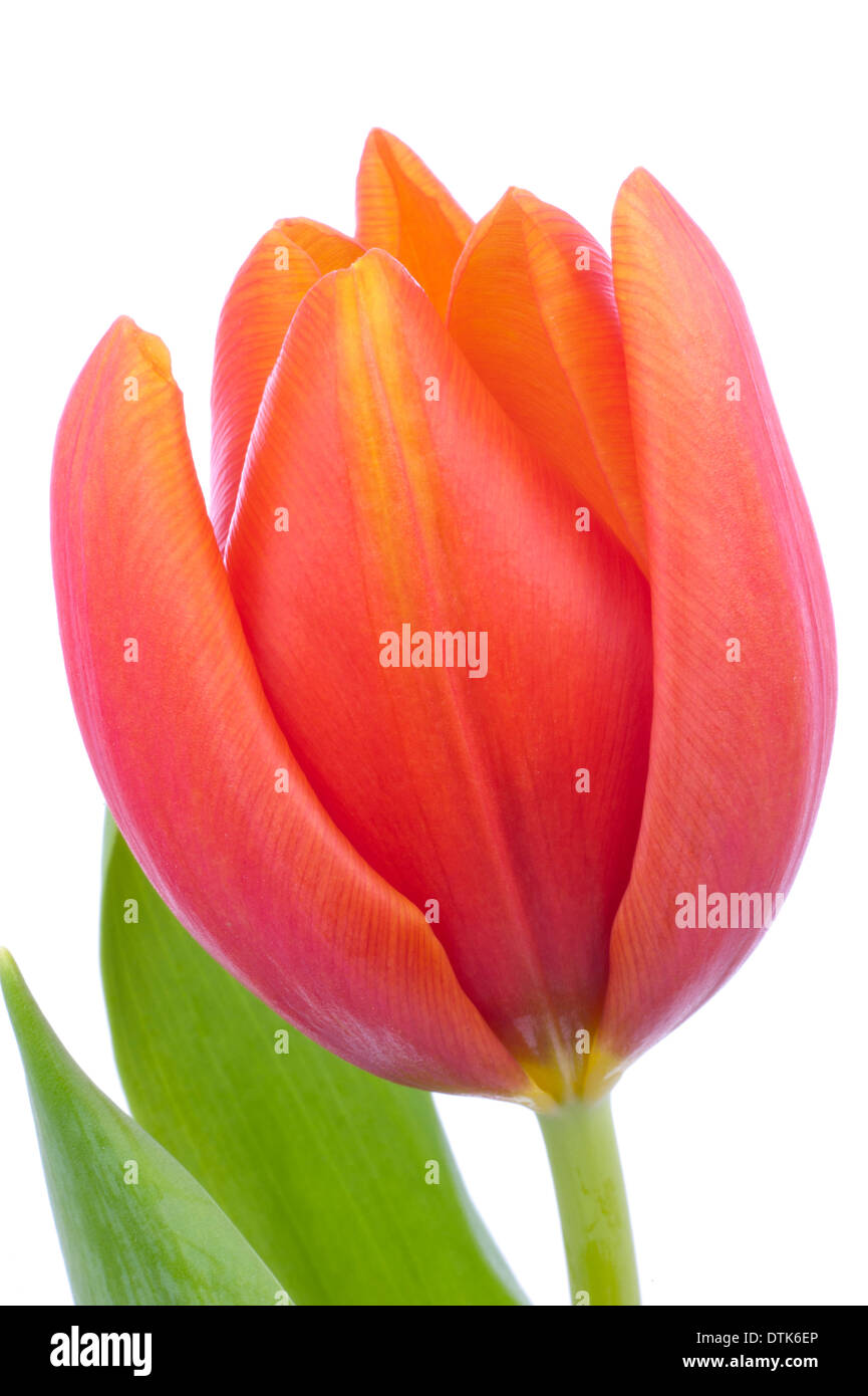 Dutch red Tulip isolated in white Stock Photo