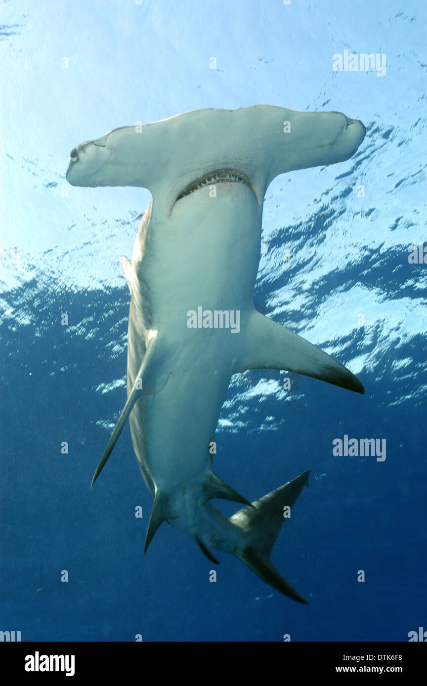 Great hammerhead shark Stock Photo Alamy