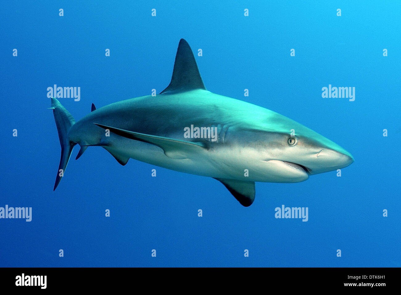 Caribbean reef shark Stock Photo - Alamy