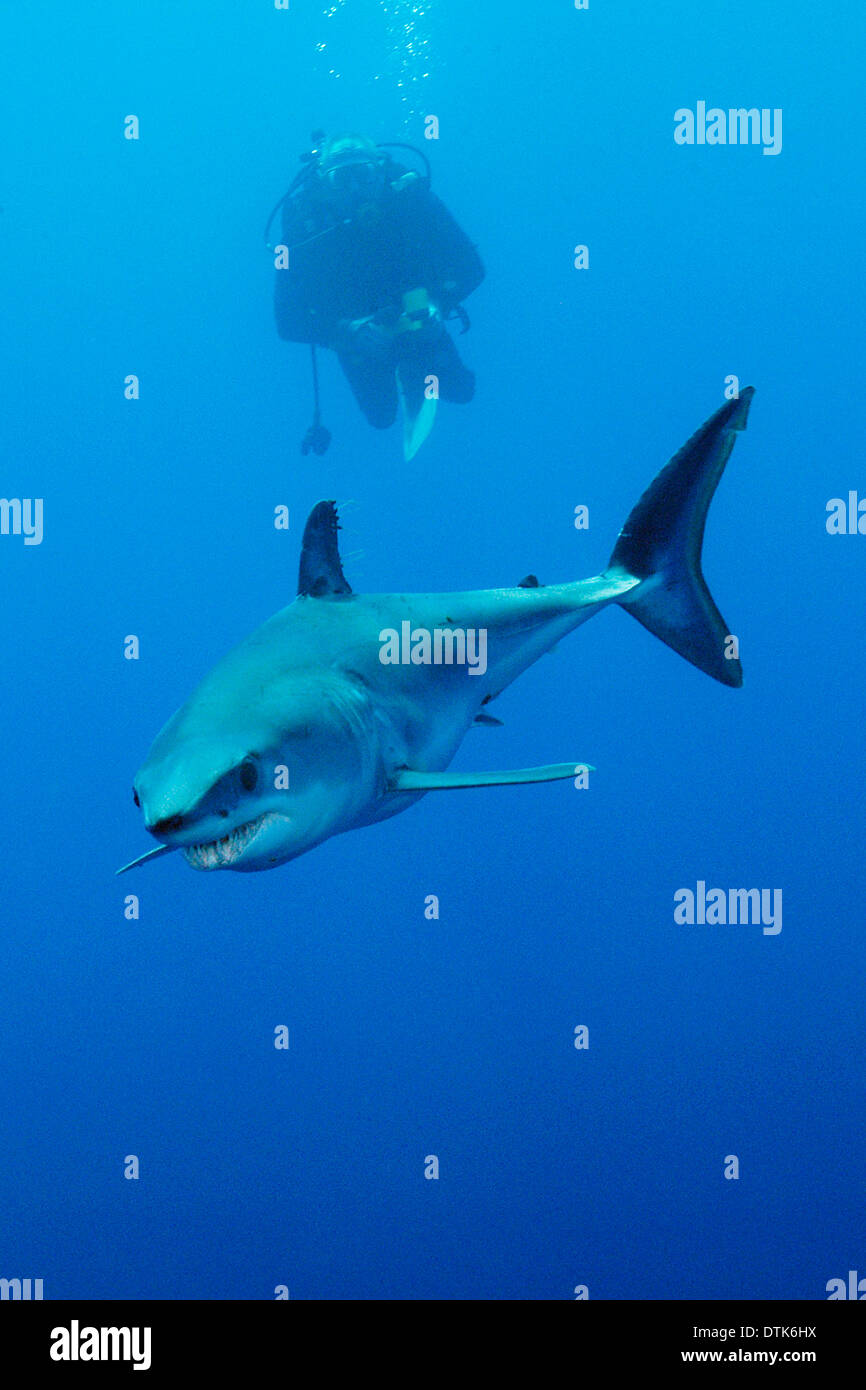 Mako shark teeth hi-res stock photography and images - Alamy