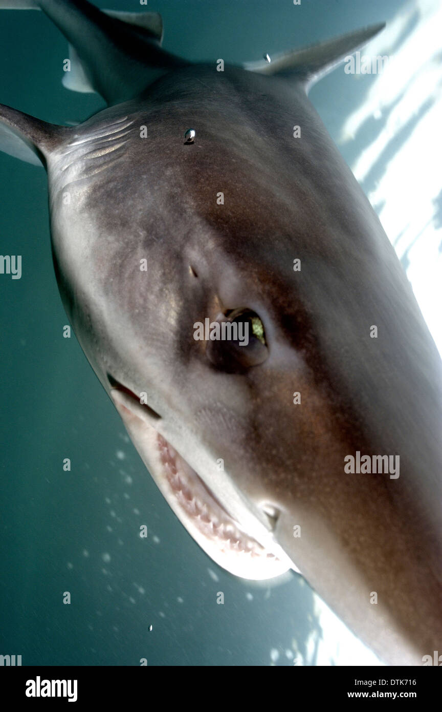 Tope shark Stock Photo