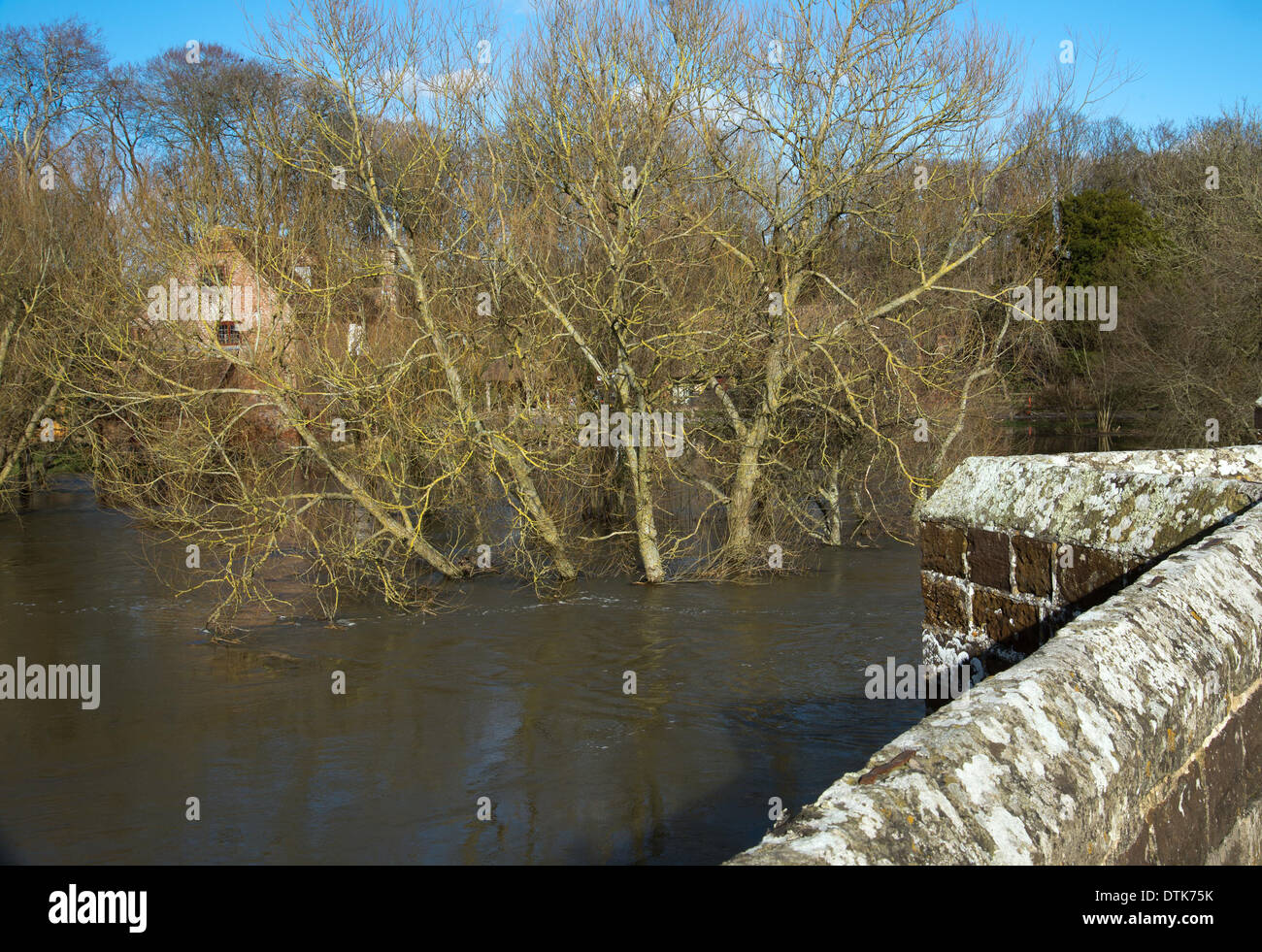 Whitemill Dorset floodwater seen from the bridge over the river stour threatens to engulf the ancient mill Stock Photo