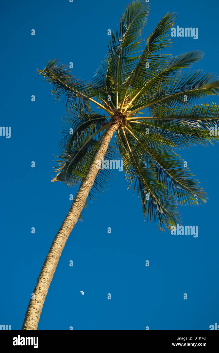 Palm Trees at Haleiwa Beach Park, Waialua Bay, North Shore, Oahu