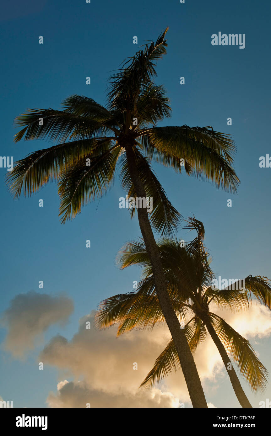 Palm Trees at Haleiwa Beach Park, Waialua Bay, North Shore, Oahu, Hawaii Stock Photo