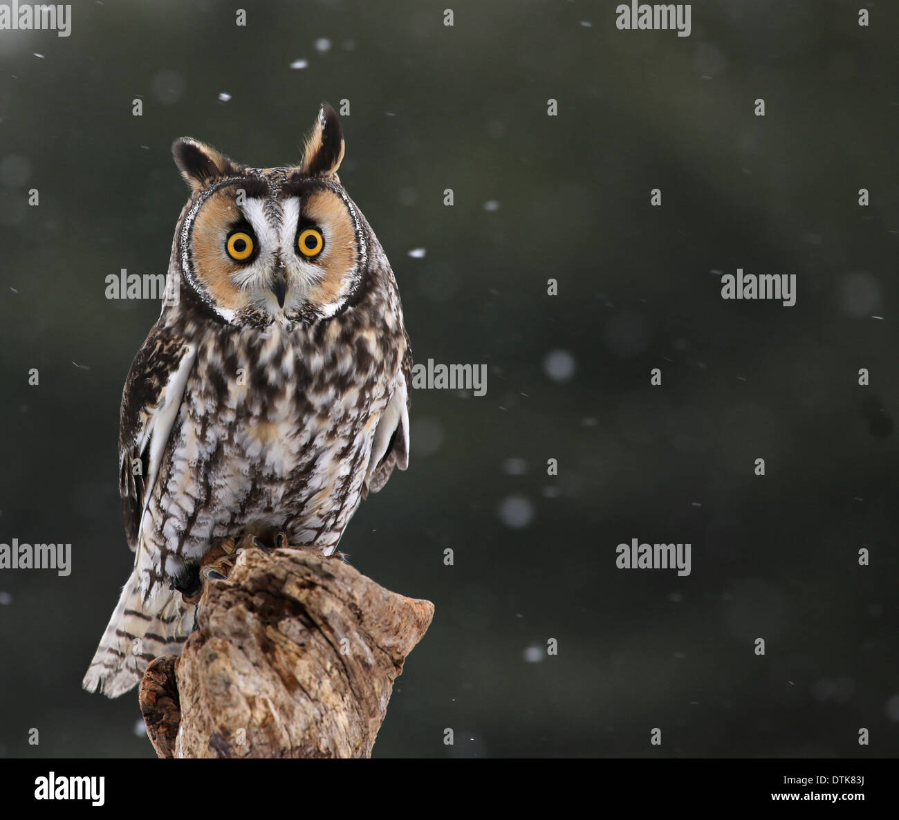 Startled Long-eared Owl Stock Photo