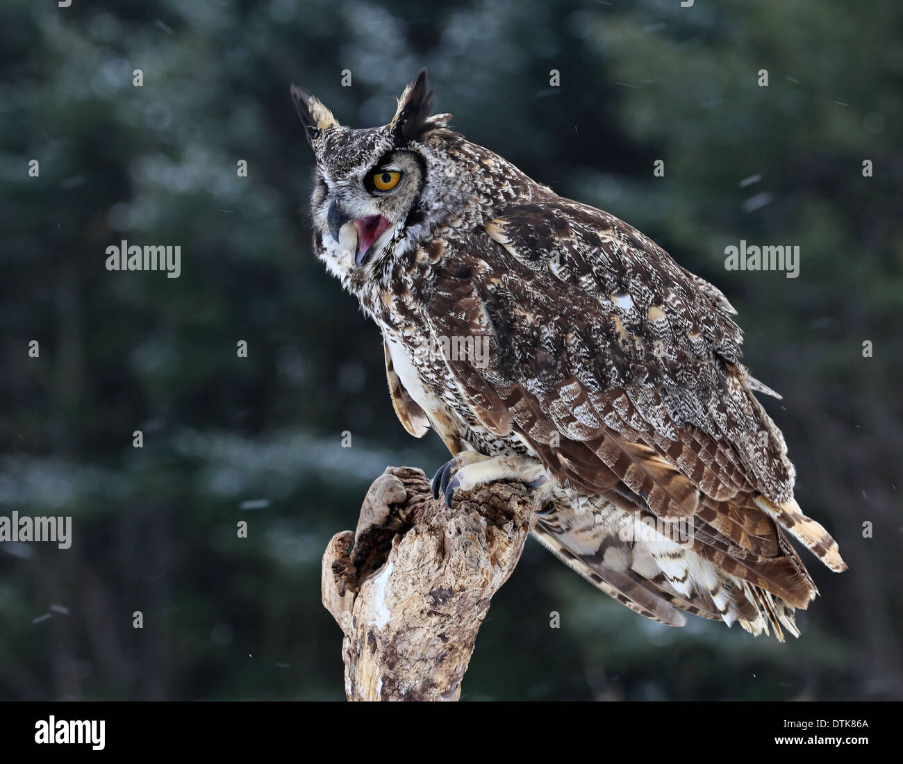 Speaking Great Horned Owl Stock Photo