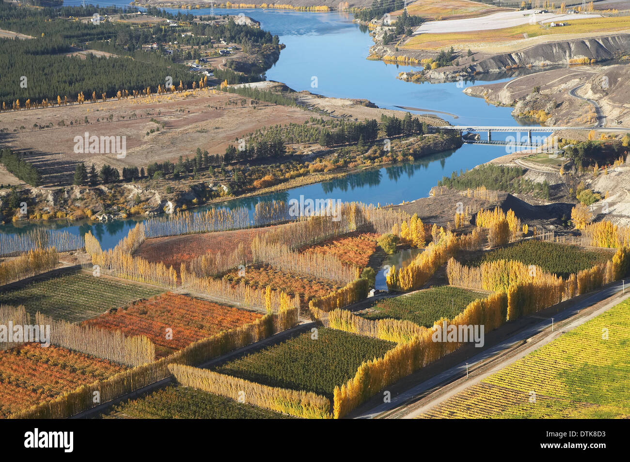 Orchards, Vineyards and Lake Dunstan, Bannockburn, near Cromwell, Central Otago, South Island, New Zealand - aerial Stock Photo